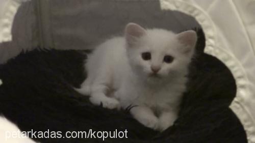 ponpon Erkek Ankara Kedisi (Angora)