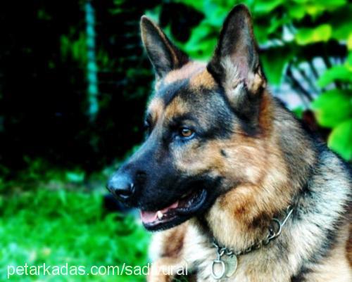 mithos Erkek Alman Çoban Köpeği