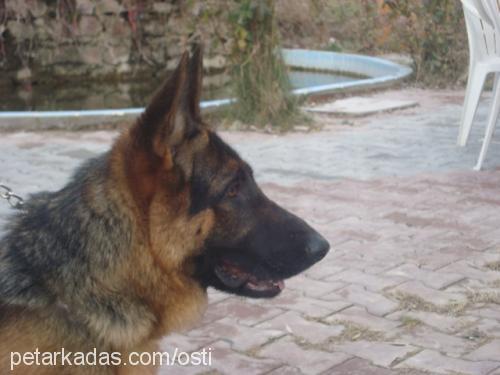 blance Dişi Alman Çoban Köpeği