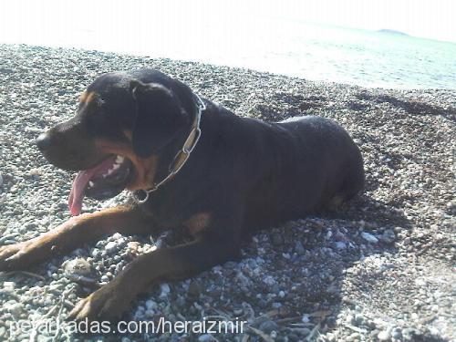 hera Dişi Rottweiler