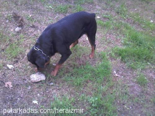 hera Dişi Rottweiler