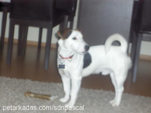 chivas Erkek Jack Russell Terrier