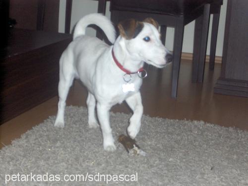 chivas Erkek Jack Russell Terrier