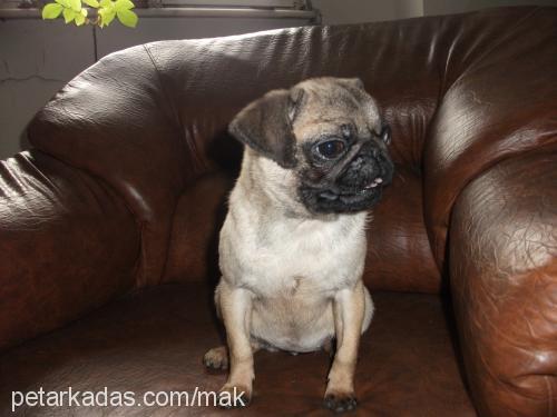 linca Dişi Pug