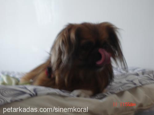 punky Erkek Pekingese