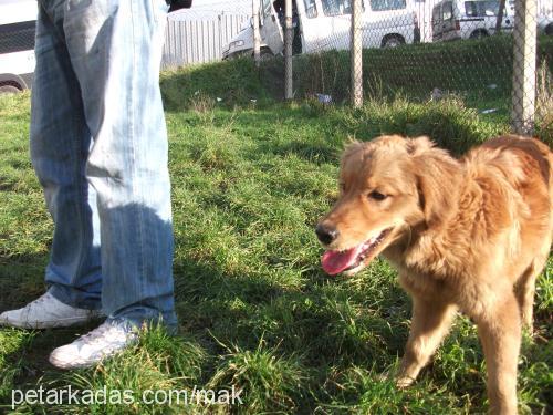 misa Dişi Golden Retriever