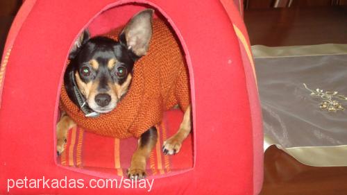 silay Dişi Minyatür Pinscher