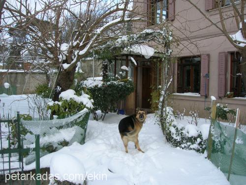 midas Erkek Alman Çoban Köpeği