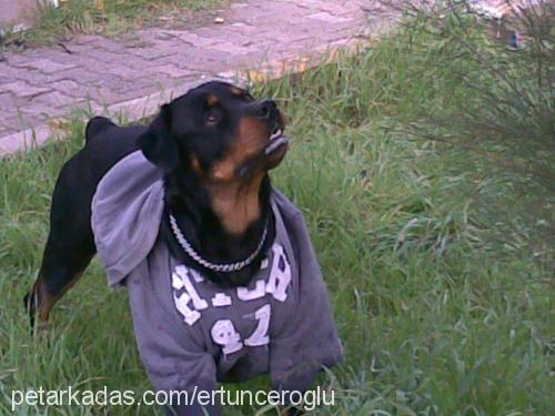 efe Erkek Rottweiler