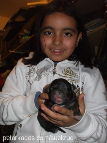 lady-yavrular Dişi Amerikan Staffordshire Terrier