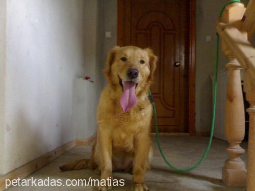 simo Dişi Golden Retriever