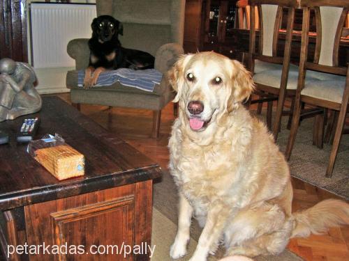 Pally Dişi Golden Retriever