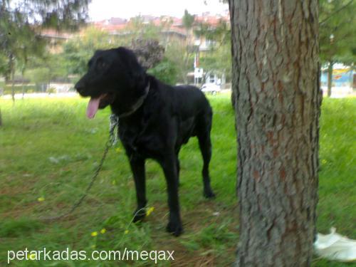 Şimşek Erkek Labrador Retriever