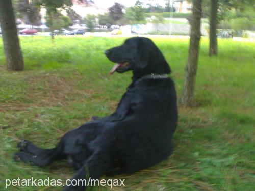 Şimşek Erkek Labrador Retriever