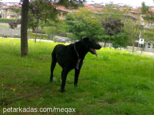 Şimşek Erkek Labrador Retriever