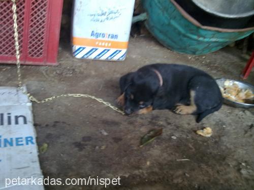 bihter Dişi Rottweiler