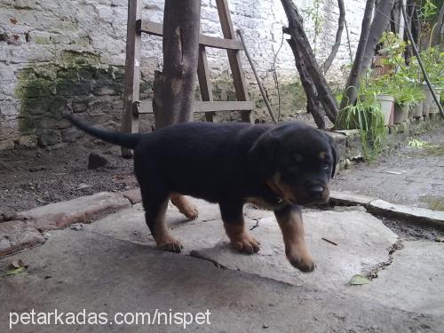 bihter Dişi Rottweiler