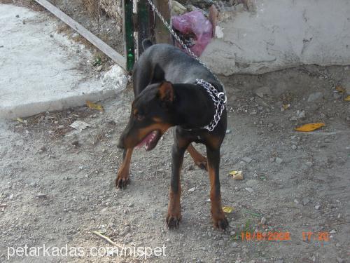 hera Dişi Doberman Pinscher