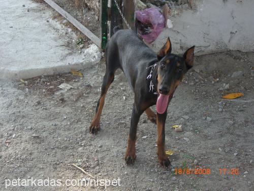 hera Dişi Doberman Pinscher