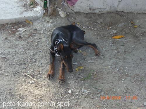 hera Dişi Doberman Pinscher