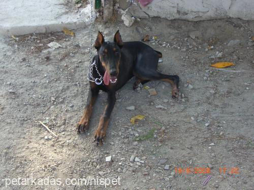 hera Dişi Doberman Pinscher