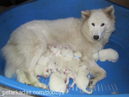 roxy Dişi Samoyed