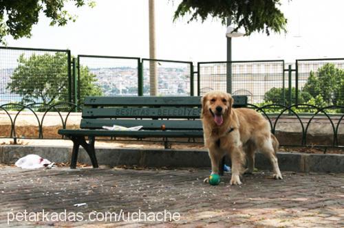 leon Erkek Golden Retriever