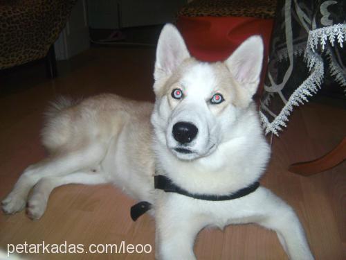 leo Erkek Sibirya Kurdu (Husky)