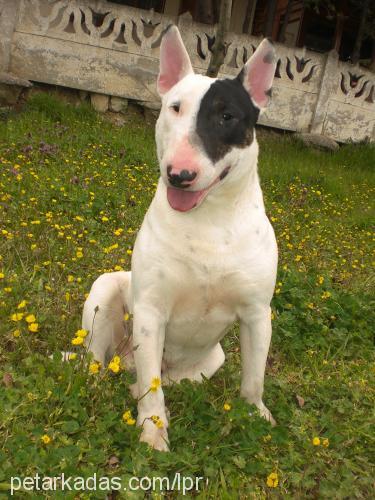 mayki Erkek Bull Terrier