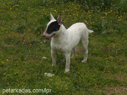 mayki Erkek Bull Terrier