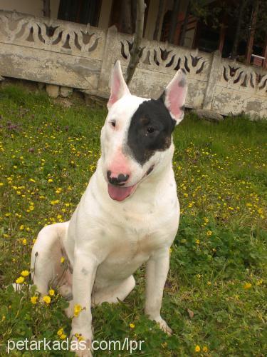 mayki Erkek Bull Terrier