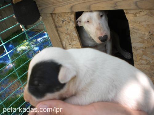 bixi Dişi Bull Terrier