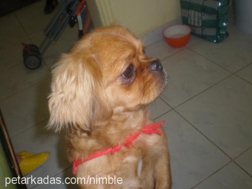 fıstık Dişi Pekingese