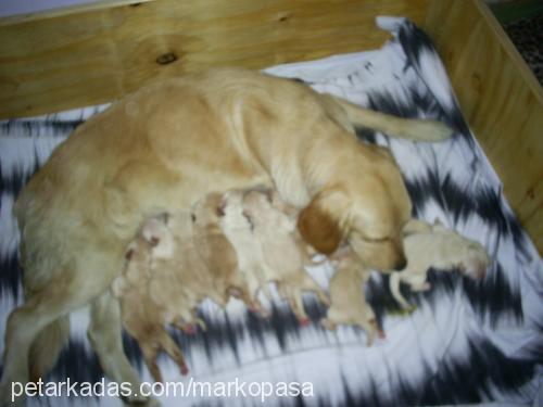 daisy Dişi Golden Retriever