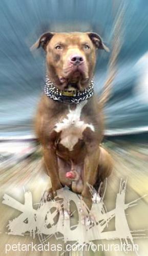 rody Erkek Amerikan Pitbull Terrier