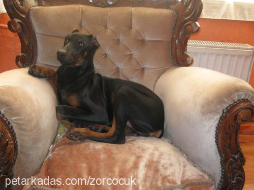 hera Dişi Doberman Pinscher