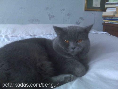 paŞa Erkek British Shorthair