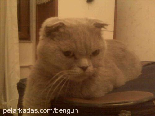 paŞa Erkek British Shorthair