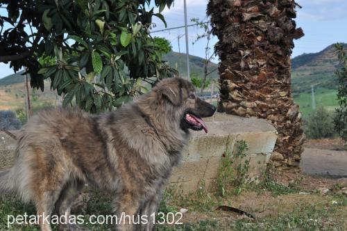 maya Dişi Kars Çoban Köpeği