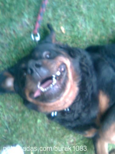 suzi Dişi Rottweiler