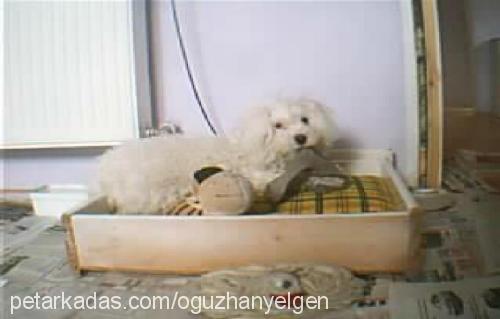 pamuk Dişi West Highland White Terrier
