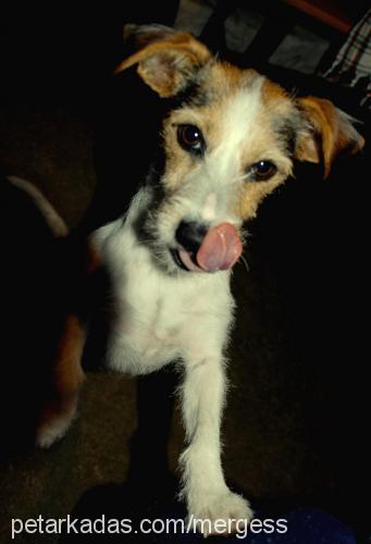 zarife Dişi Jack Russell Terrier