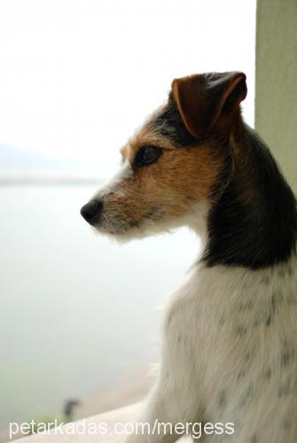 zarife Dişi Jack Russell Terrier