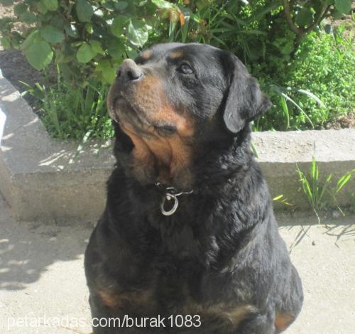 suzi Dişi Rottweiler