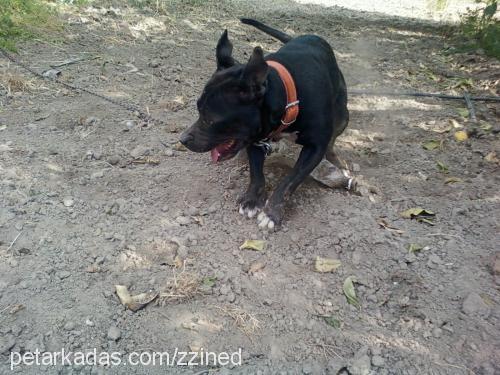 zeytin Dişi Amerikan Staffordshire Terrier