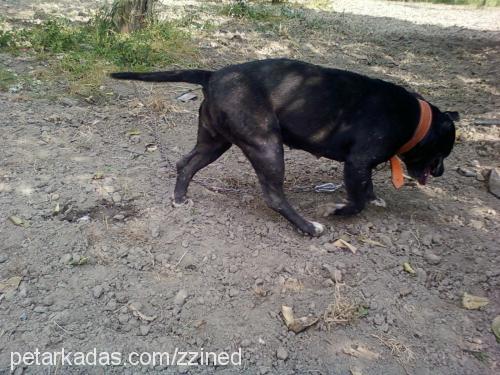 zeytin Dişi Amerikan Staffordshire Terrier