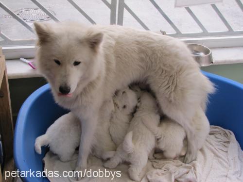 roxy Dişi Samoyed