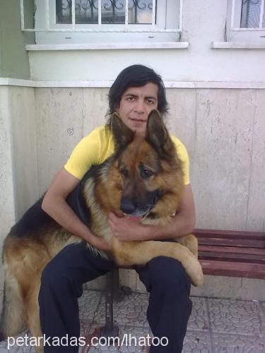 segal Erkek Alman Çoban Köpeği