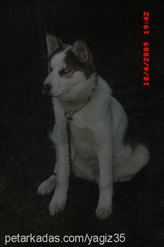 angel Dişi Sibirya Kurdu (Husky)