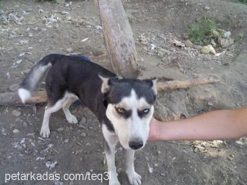 vankurdum Dişi Sibirya Kurdu (Husky)